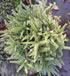 picea_abies_zagwidze_01 picea_abies_zagwidze_01