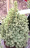 picea_glauca_achat_01 picea_glauca_achat_01