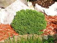 picea_glauca_alberta_globe1