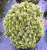 picea_glauca_alberta_globe_01 picea_glauca_alberta_globe_01