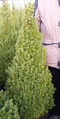 picea_glauca_conica_01 picea_glauca_conica_01