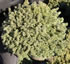 picea_glauca_echiniformis_01 picea_glauca_echiniformis_01