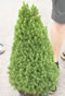 picea_glauca_zuckerhut_01 picea_glauca_zuckerhut_01
