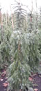 picea_omorika_brunns_01 picea_omorika_brunns_01