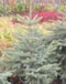 picea_pungens_glauca_01 picea_pungens_glauca_01
