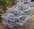 picea_pungens_glauca_globosa_01 picea_pungens_glauca_globosa_01