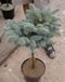 picea_pungens_glauca_globosa_kmienik_01 picea_pungens_glauca_globosa_kmienik_01