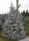 picea_pungens_hoopsii_01 picea_pungens_hoopsii_01
