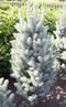 picea_pungens_iseli_fastigiata_01 picea_pungens_iseli_fastigiata_01