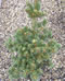 picea_pungens_lucky_strike_01 picea_pungens_lucky_strike_01