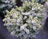 picea_sitchensis_zilberzwerg_01 picea_sitchensis_zilberzwerg_01