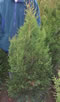 thuja_occidentalis_aureospicata_01