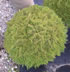thuja_occidentalis_danica_01