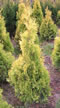 thuja_occidentalis_europe_gold_01