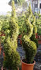 thuja_occidentalis_smaragd_tvar_spirala_01 thuja_occidentalis_smaragd_tvar_spirala_01