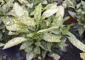 aucuba_crotonifolia