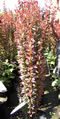 berberis_thunbergii_helmond_pillar_01 berberis_thunbergii_helmond_pillar_01