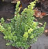 buxus_sempervirens_01
