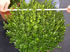 buxus_sempervirens_faulkner_tvar_gula_01