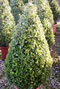 buxus_sempervirens_rotundifolia_tvar_kuzel_01 buxus_sempervirens_rotundifolia_tvar_kuzel_01