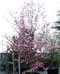 cornus_florida_rubra_01