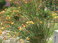 cytisus1 cytisus1