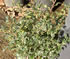ilex_meserveae_01