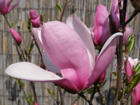 magnolia_soul_kvet