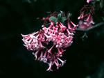 viburnum_bodnatense_dawn_kvety