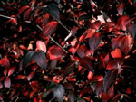 viburnum_burkwoodii_anne_russell_listy viburnum_burkwoodii_anne_russell_listy