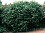 viburnum_burkwoodii_conoy_ker