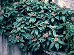 viburnum_davidii