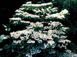 viburnum_plicatum_mariesii viburnum_plicatum_mariesii