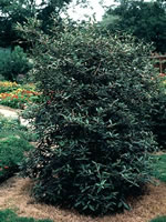 viburnum_pragense