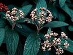 viburnum_rhytidophyllum_kvety viburnum_rhytidophyllum_kvety