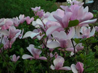 magnolia_soulangeana1