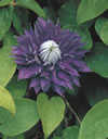 multi_blue_01 multi_blue_01