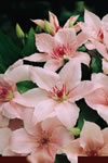 pink_fantasy_01 pink_fantasy_01