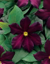 romantika_01 romantika_01
