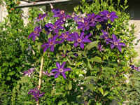 clematis_fialovy clematis_fialovy