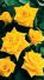 royal_gold