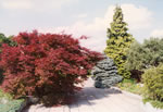 acer_palmatum