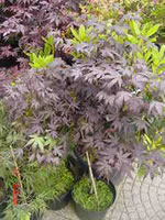 acer_palmatum_bloodgood