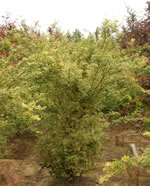 acer_palmatum_butterfly