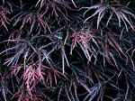 acer_palmatum_dissectum_garnet_listy
