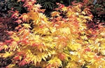 acer_palmatum_orange_dream acer_palmatum_orange_dream