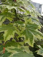 acer_platanoides_drumondii_listy