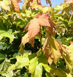 acer_platanoides_golden_globe_listy