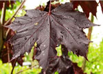 acer_platanoides_royal_red_list