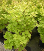 acer_shirashavanum_aureum